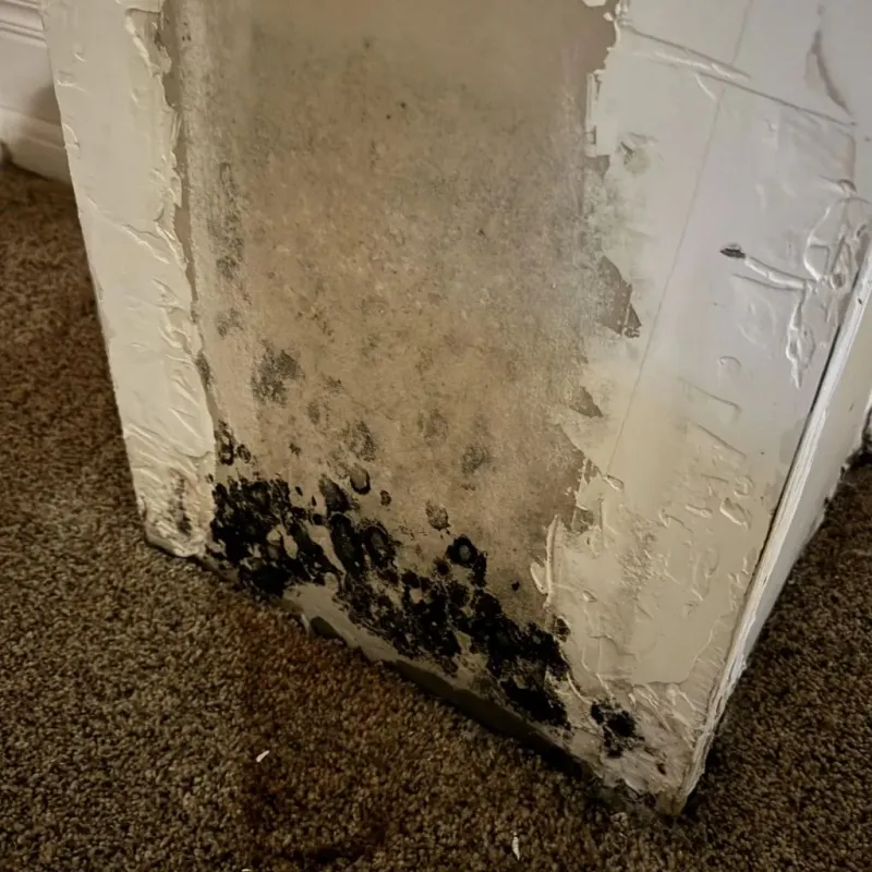 Professional Mold Removal in Cut Off, LA